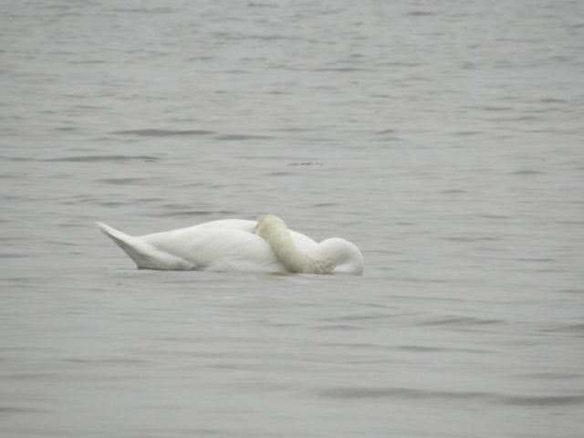 2011 - Natur